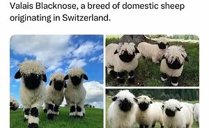 If The World Feels Like A Terrible Place, These 50 Wholesome Pics And Memes Might Cheer You Up