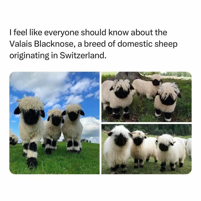 Wholesome-Memes-Hurtingsouls