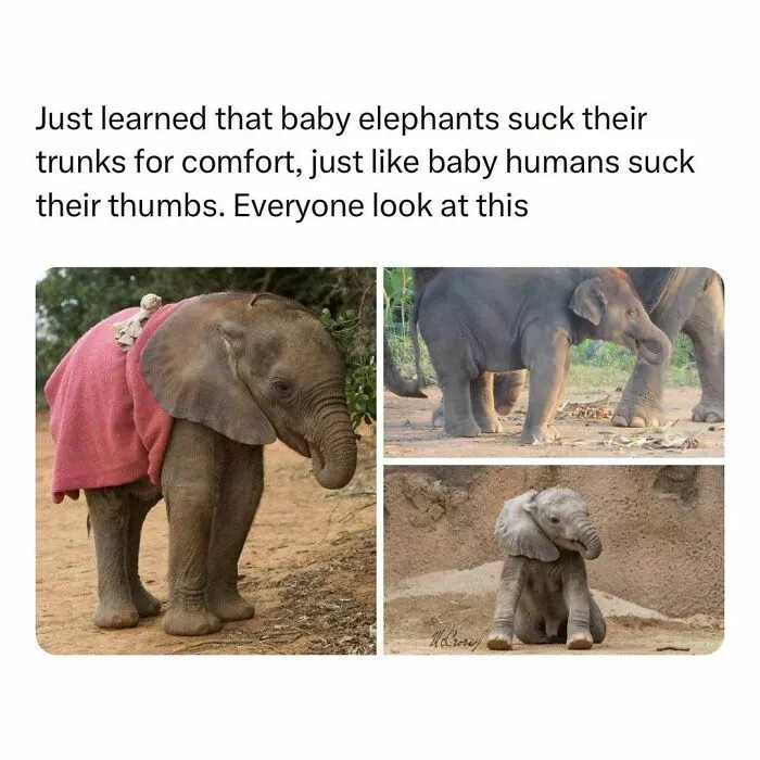If The World Feels Like A Terrible Place, These 50 Wholesome Pics And Memes Might Cheer You Up