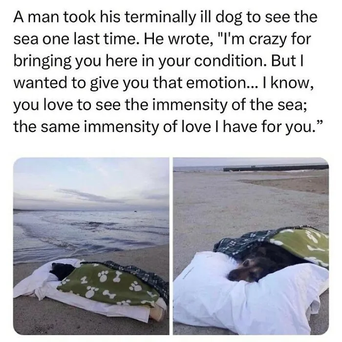 If The World Feels Like A Terrible Place, These 50 Wholesome Pics And Memes Might Cheer You Up