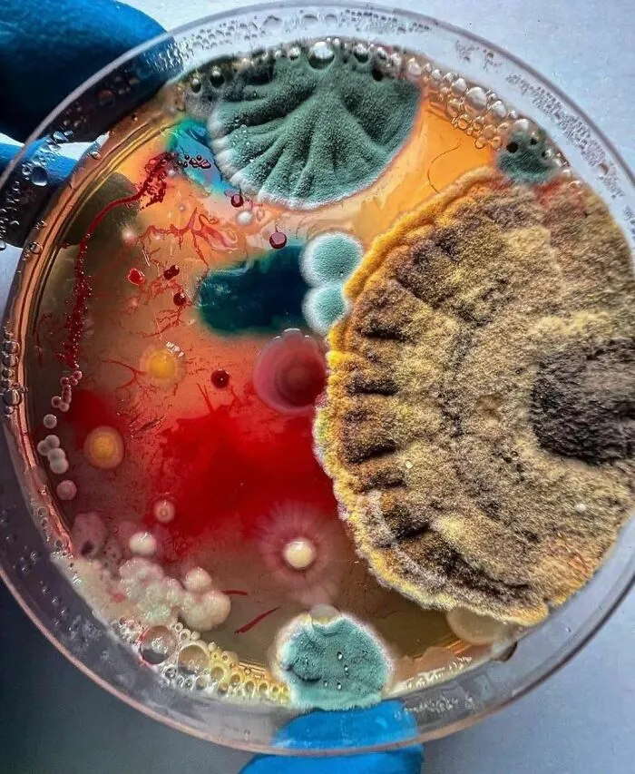Strangely Colorful And Beautiful Molds Grown In Petri Dishes Using An Agar Base And Adding Pigments