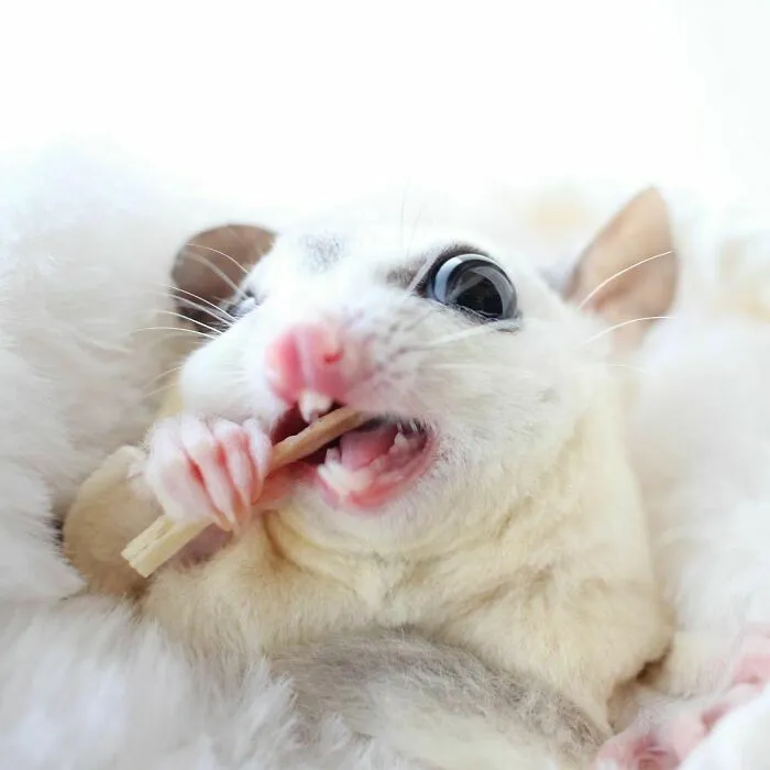 Snack Time