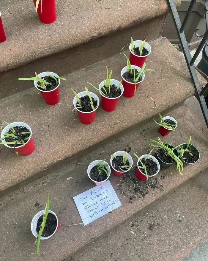 Oh You Kind People. Aloe Had Babies And Now They’re For Everyone! Free Aloe Babies On South Portland Ave Near Dekalb!