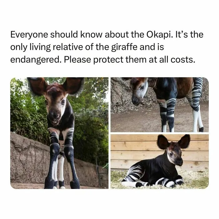 If The World Feels Like A Terrible Place, These 50 Wholesome Pics And Memes Might Cheer You Up