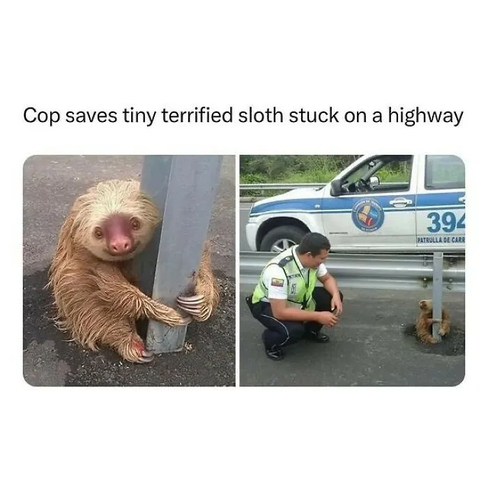 If The World Feels Like A Terrible Place, These 50 Wholesome Pics And Memes Might Cheer You Up