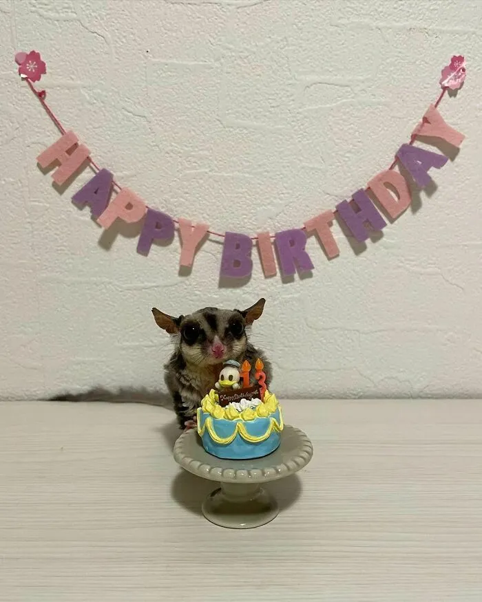 Birthday Sugar Glider