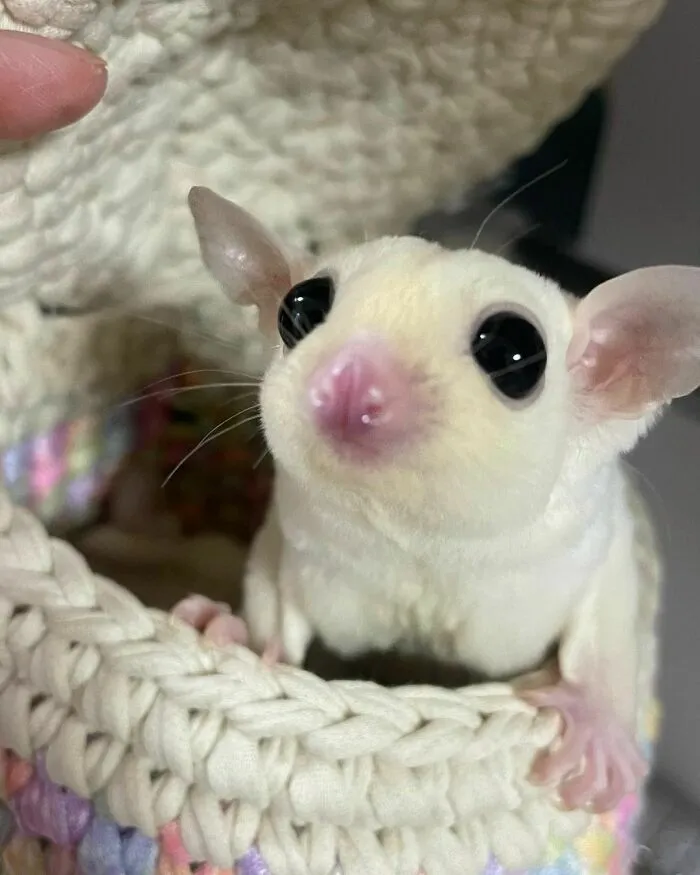 He Is The Most Cautious, But Now We Have Become Friends So Well That He Will Even Climb On My Hand When I Call Him