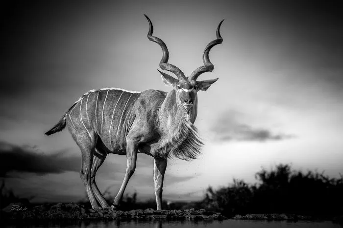 I Am A Photographer Passionate About Wildlife, Nature, And Conservation: Here Are My Best 45 Photos