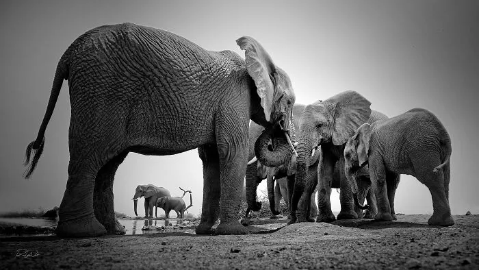 I Am A Photographer Passionate About Wildlife, Nature, And Conservation: Here Are My Best 45 Photos