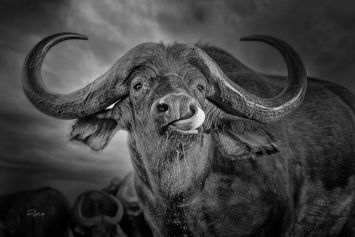 I Am A Photographer Passionate About Wildlife, Nature, And Conservation: Here Are My Best 45 Photos