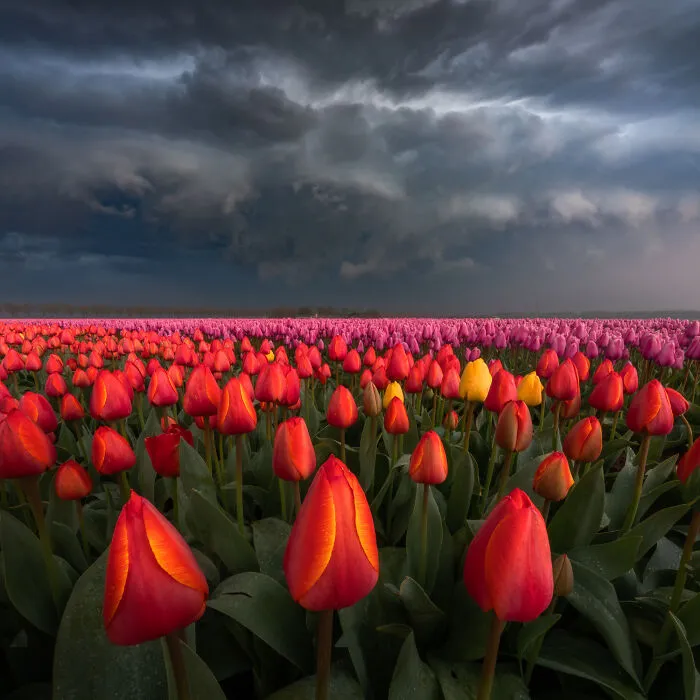 27 Photos Of Tulips In The Netherlands That I Took (New Pics)