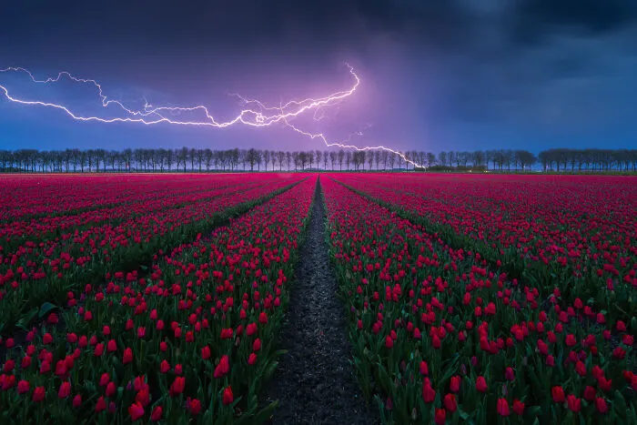 27 Photos Of Tulips In The Netherlands That I Took (New Pics)