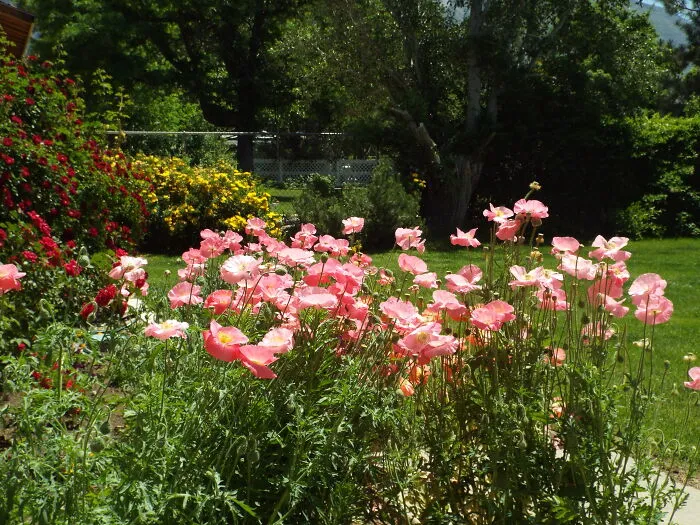 Poppies And Roses