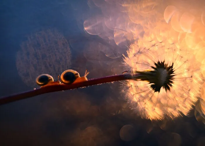 I Observed Snails In The Sun, Here Are 25 Pics That I Took Of These Captivating Beings
