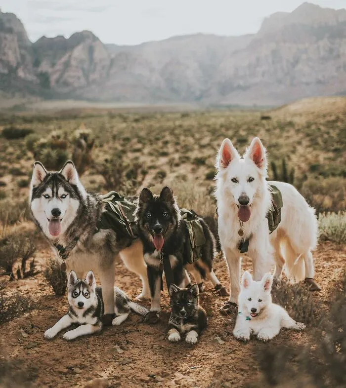 40 Pictures Showing Growth Comparison Of Dogs As Puppies And As Adults In These Combined Photos That I Made