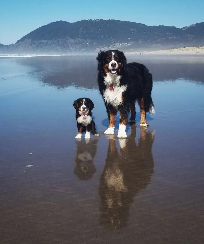 40 Pictures Showing Growth Comparison Of Dogs As Puppies And As Adults In These Combined Photos That I Made