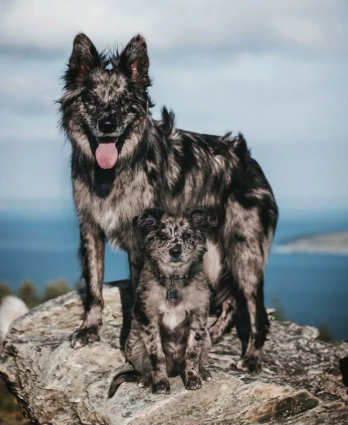 40 Pictures Showing Growth Comparison Of Dogs As Puppies And As Adults In These Combined Photos That I Made