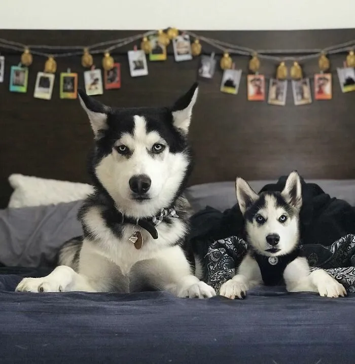 40 Pictures Showing Growth Comparison Of Dogs As Puppies And As Adults In These Combined Photos That I Made