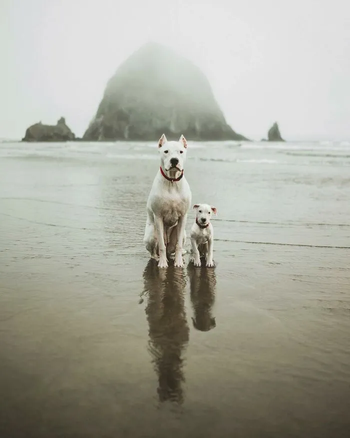 40 Pictures Showing Growth Comparison Of Dogs As Puppies And As Adults In These Combined Photos That I Made