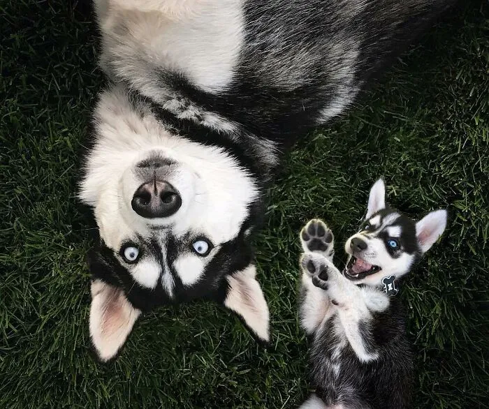40 Pictures Showing Growth Comparison Of Dogs As Puppies And As Adults In These Combined Photos That I Made