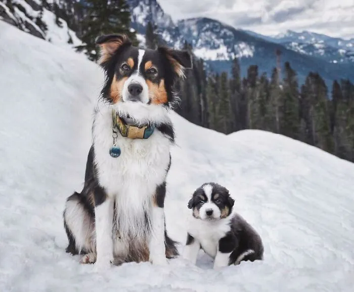 40 Pictures Showing Growth Comparison Of Dogs As Puppies And As Adults In These Combined Photos That I Made