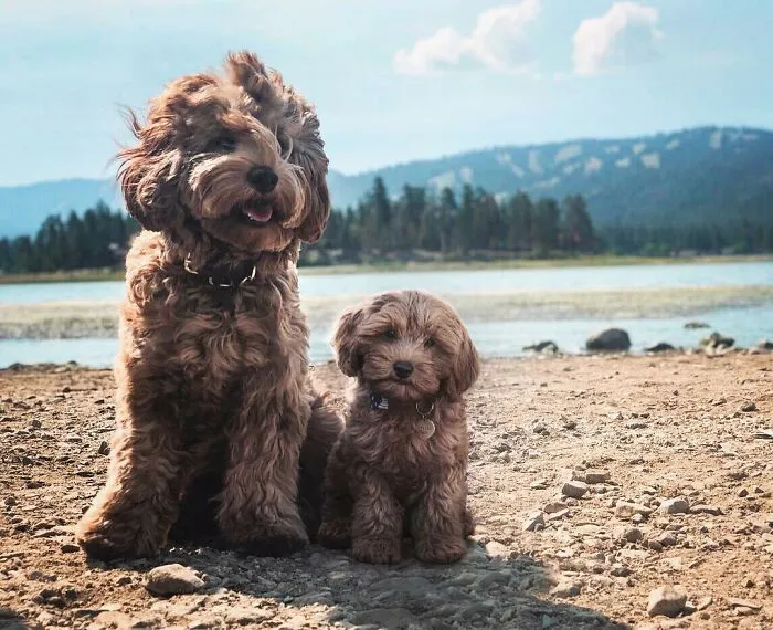40 Pictures Showing Growth Comparison Of Dogs As Puppies And As Adults In These Combined Photos That I Made