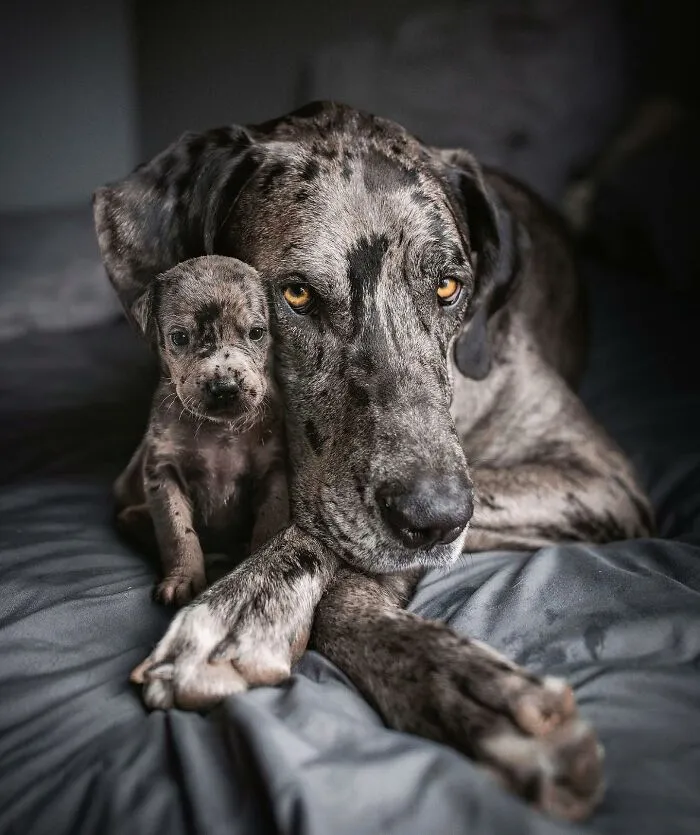40 Pictures Showing Growth Comparison Of Dogs As Puppies And As Adults In These Combined Photos That I Made