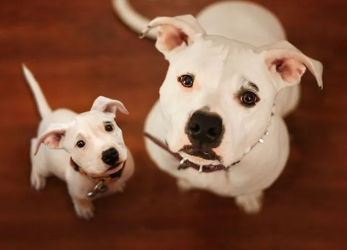 40 Pictures Showing Growth Comparison Of Dogs As Puppies And As Adults In These Combined Photos That I Made