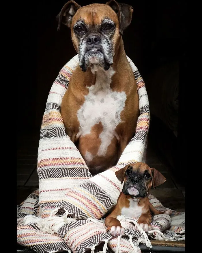 40 Pictures Showing Growth Comparison Of Dogs As Puppies And As Adults In These Combined Photos That I Made
