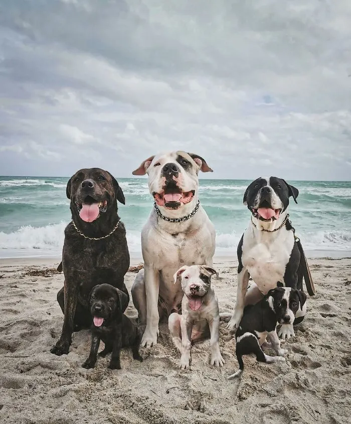 Digital Artist Combines Photos  Of Dogs As Puppies And Adults Into One Wholesome Image