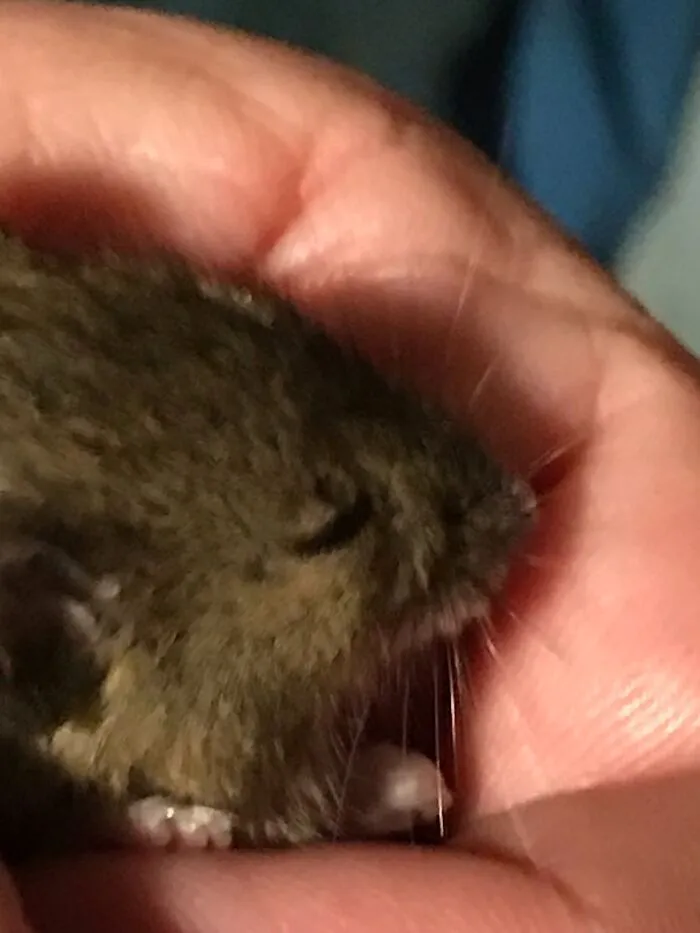 Not Exactly Enjoying But Me Having To Deal With The Aftermath Of Eanie’s Wildlife Interactions. By The Way, It’s Alive