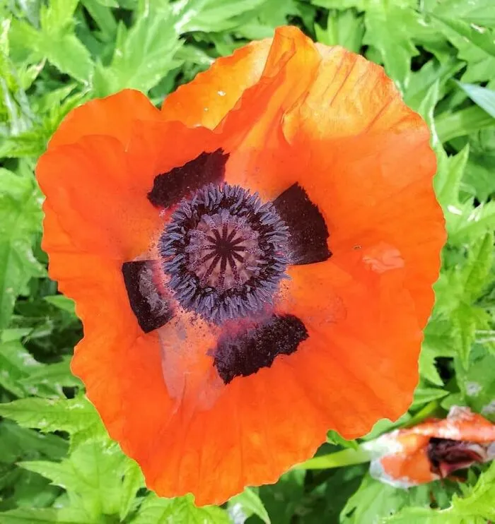 Beautiful Poppy...my Garden In Connecticut