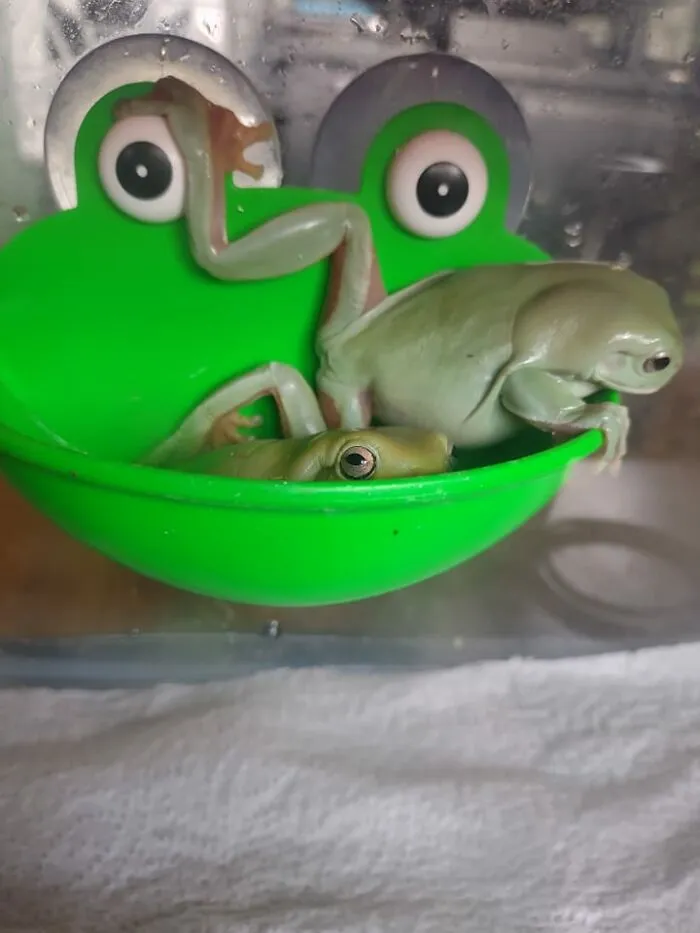 Fred And Beans Waiting For Their Big Room To Be Cleaned. My Daughter's Whites Tree Frogs. They Are Wildly Entertaining