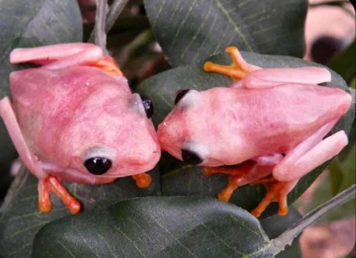 Pink Sided Treefrogs
