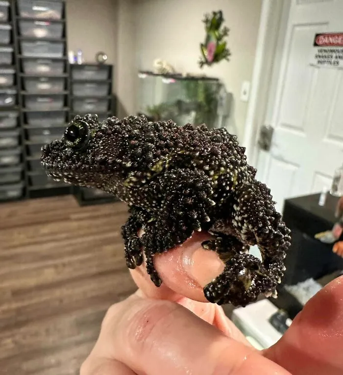 Frog