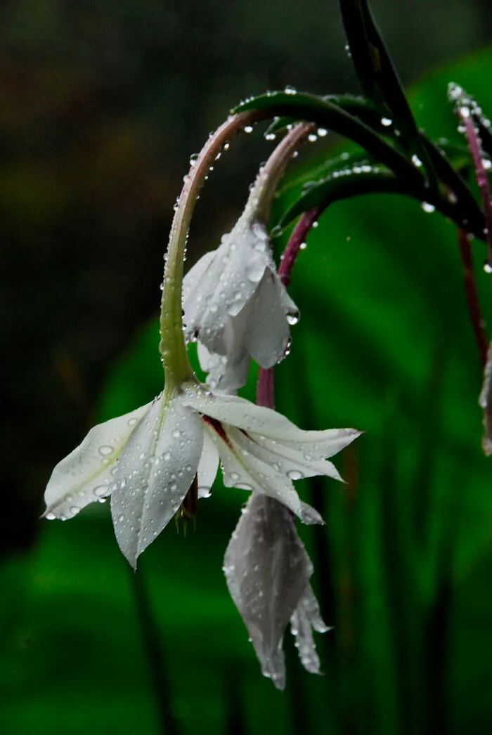 During A Rain