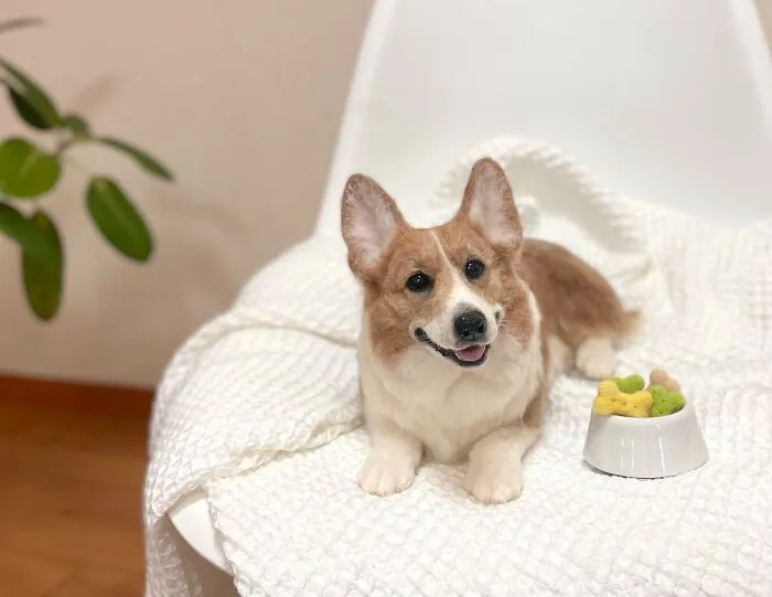 This Artist Creates Such Adorable Animals, It’s Hard To Believe They’re Made Of Wool (23 New Pics)