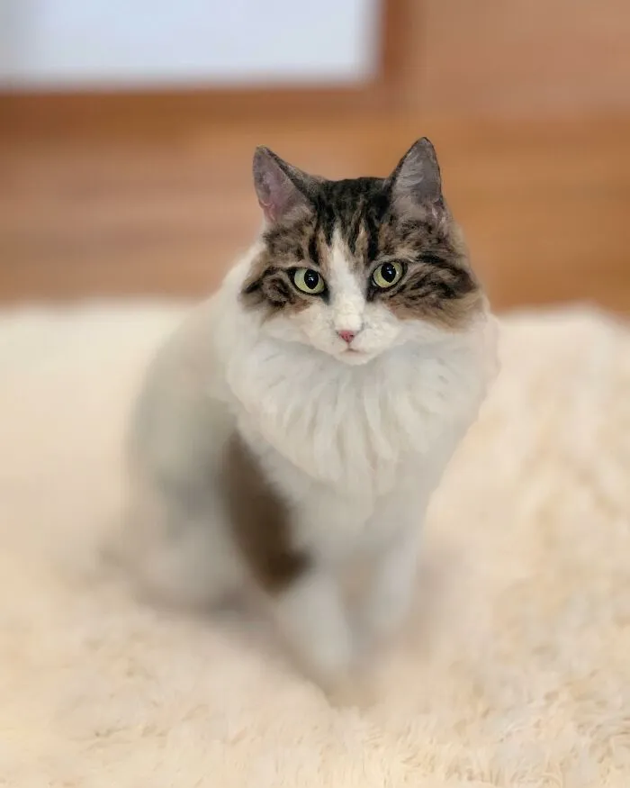 This Artist Creates Such Adorable Animals, It’s Hard To Believe They’re Made Of Wool (23 New Pics)