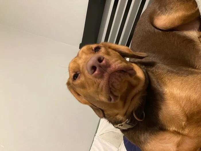 Goofy Dog…