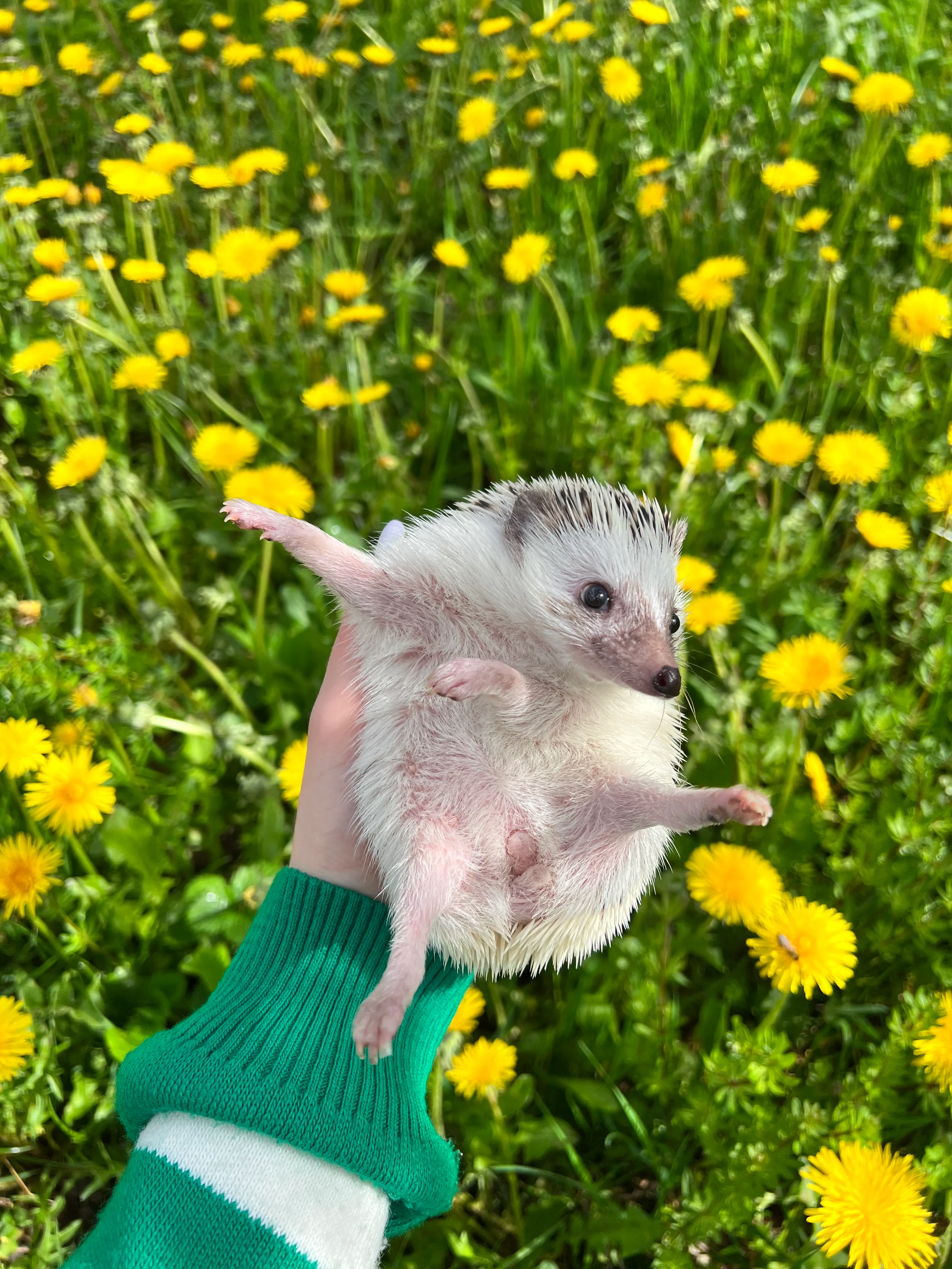 "Hey Pandas, Post The Funniest Photo Of Your Pet
