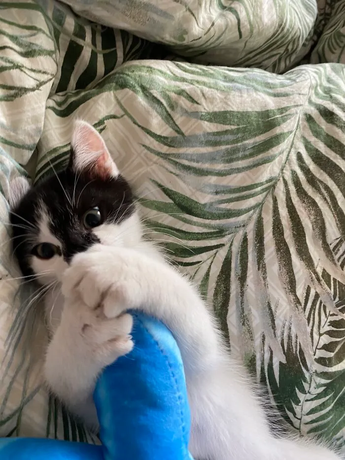 My Cat Luigi A Year Ago