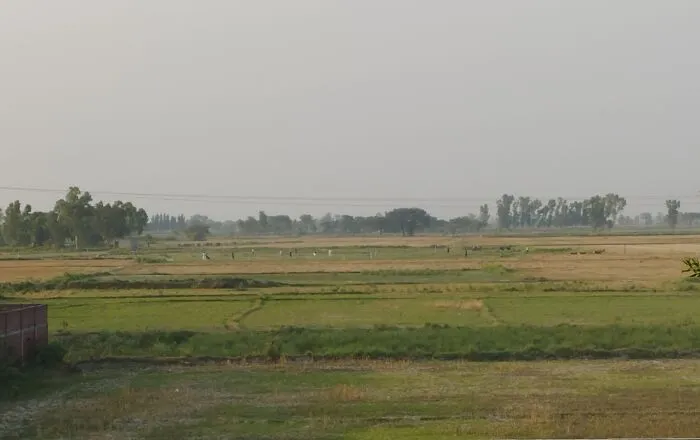 Fields