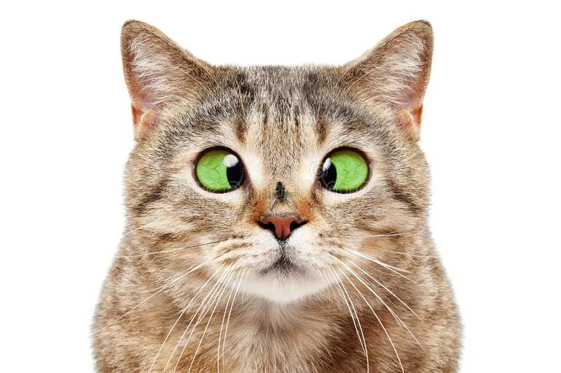 Hey Pandas, Photoshop A Human Nose Onto A Cat Face!