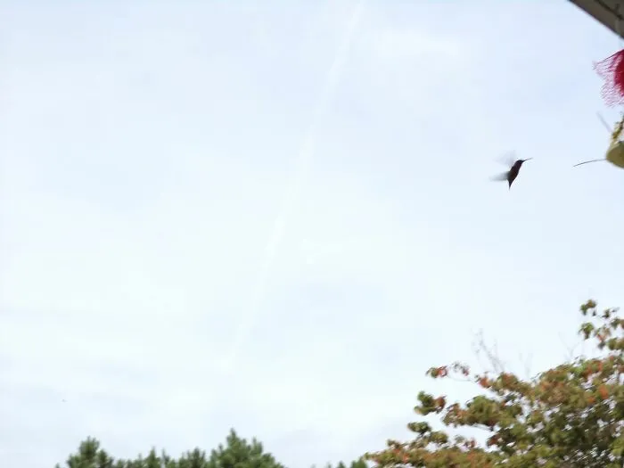 Little Wings