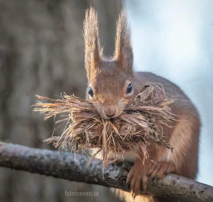 I Brought My Studio To The Forrest And Found Some Squirrel Super Models