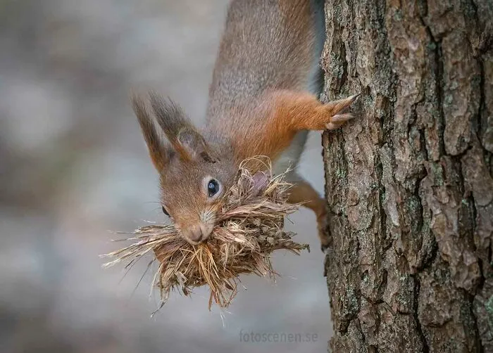 I Am A Photographer Who Captures Squirrels And Their Different Emotions, And Here Are My 35 Works (New Pics)