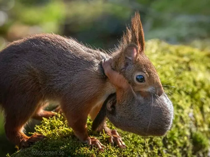 I Am A Photographer Who Captures Squirrels And Their Different Emotions, And Here Are My 35 Works (New Pics)
