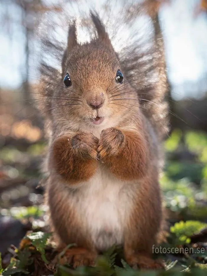 I Am A Photographer Who Captures Squirrels And Their Different Emotions, And Here Are My 35 Works (New Pics)