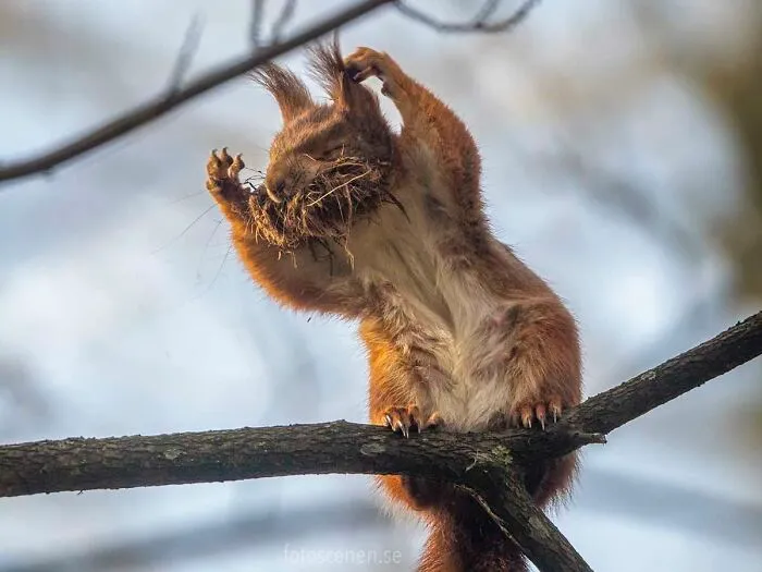 I Am A Photographer Who Captures Squirrels And Their Different Emotions, And Here Are My 35 Works (New Pics)