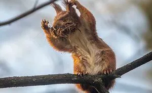 I Am A Photographer Who Captures Squirrels And Their Different Emotions, And Here Are My 35 Works (New Pics)